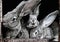 Cute, funny, gray, furry, Domesticated rabbits in a cage