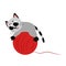 Cute funny gray little cat playing with a big ball of red threads