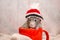 Cute funny gray rat with small paws in red hat, sitting in red cup onmlight fabric, symbol of year 2020, with copyspace
