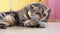 Cute funny gray scottish fold cat plays with a toy on a string in the room.