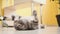 Cute funny gray scottish fold cat plays with a toy on a string in the room.