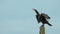 Cute and funny Great Cormorant drying his wings after a long dive under water .