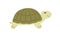 Cute and funny green turtle with shell. Side view of happy tortoise character crawling. Colored flat vector illustration