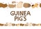 Cute funny guinea pigs of different colors stand, cute home rodent, vector illustration, seamless horizontal border