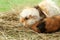 Cute funny guinea pigs and hay, closeup