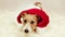 Cute funny happy christmas holiday santa pet dog puppy