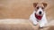 Cute funny happy jack russell terrier pet dog puppy