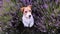 Cute funny happy obedient pet dog puppy begging, ask for snack treat food in the lavender field