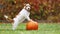 Cute funny happy pet dog puppy standing on a pumpkin in autumn, halloween, fall or happy thanksgiving