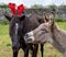 Cute and funny horse with donkey, christmas, red hat, outdoors