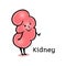 Cute and funny human kidney character