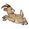 Cute funny jumping brown billy goat about to charge in naive style vector clipart. Alpine baby goat with horns. Kawaii funny farm