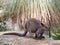 Cute funny kangaroo Australia