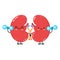 Cute funny Kidneys character with dumbbells. Vector hand drawn cartoon kawaii character illustration icon. Isolated on
