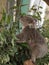 Cute funny koala, Australia