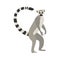 Cute funny lemur on an isolated white background.