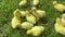 cute funny little yellow goslings, ducklings, chickens are walking, running and nibbling green grass in a field on a