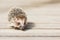 Cute Funny Lovely Hedgehog Standing On Wooden Floor