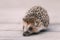 Cute Funny Lovely Hedgehog Standing On Wooden Floor