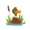 Cute Funny Male Mallard Duckling Cartoon Character Swimming in Lake or Pond Vector Illustration