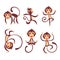 Cute funny monkeys.