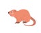 Cute funny nutria on a white background. Vector image in cartoon flat style. Decor for children's posters, postcards