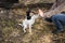 Cute funny parson russel terrier dog touches hand of woman
