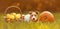 Cute funny pet dog looking with autumn fall quince apples and pumpkin