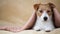 Cute funny pet dog puppy resting and listening on the sofa at home