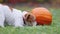 Cute funny playful pet dog puppy chewing a pumpkin, happy thanksgiving concept