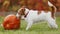 Cute funny playful pet dog puppy playing and chewing a pumpkin, halloween, fall or happy thanksgiving concept