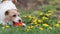 Cute funny playful pet dog puppy playing with a toy in the grass with flowers in spring