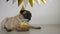 Cute funny pug dog with festive party hat and birthday cake with candle lies on the floor