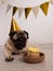 Cute funny pug dog with festive party hat and birthday cake with candle lies on the floor