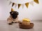 Cute funny pug dog with festive party hat and birthday cake with candle lies on the floor