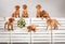 Cute, funny puppies dog vizslas vintage composition in studio