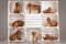 Cute, funny puppies dog vizslas vintage composition in studio