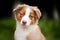 Cute funny puppy Australian Shepherd