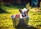 Cute funny puppy dog standing in a metal basin, is cooled, washed on the street in the summer on a hot Sunny day with shiny soap