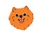 Cute funny puppy head of Spitz breed. Happy smiling companion dog, lovely little pup portrait. Canine face, hairy muzzle