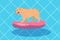 Cute funny purebred dog in the pool. Dog in swimming pool