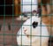 Cute funny rabbits in a cage closeup. domestic fluffy pets. animal protection.