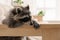 Cute funny raccoon resting on sofa