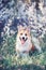 cute funny red dog Corgi puppy sitting on natural background of flowering shrubs in spring evening may garden