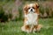 Cute and funny red light pekingese dog in autumn park playing with leaves and joyful. Best human friend.