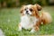 Cute and funny red light pekingese dog in autumn park playing with leaves and joyful. Best human friend. Pretty mature dog in