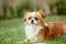 Cute and funny red light pekingese dog in autumn park playing with leaves and joyful. Best human friend. Pretty mature dog in