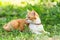 Cute funny red white cat in red collar on the green grass in the