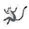 Cute funny ring-tailed lemur jumps. Exotic Lemur catta. Vector illustration in cartoon and flat style