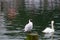 A cute funny sea bird or a gull standing on a wooden pole on a lake with a blur ignorant swan on the background.